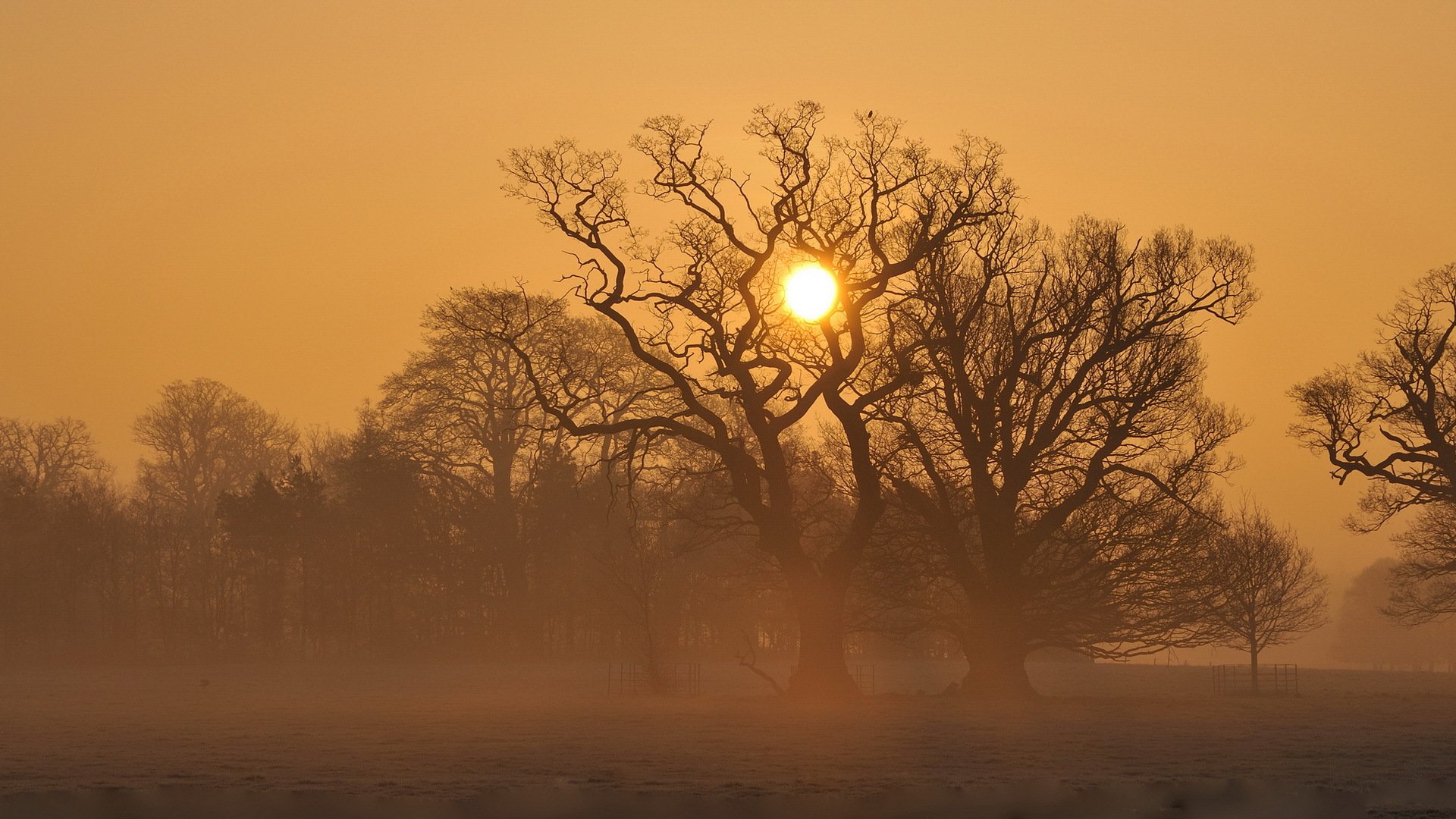 sonnenuntergang feld nebel bäume