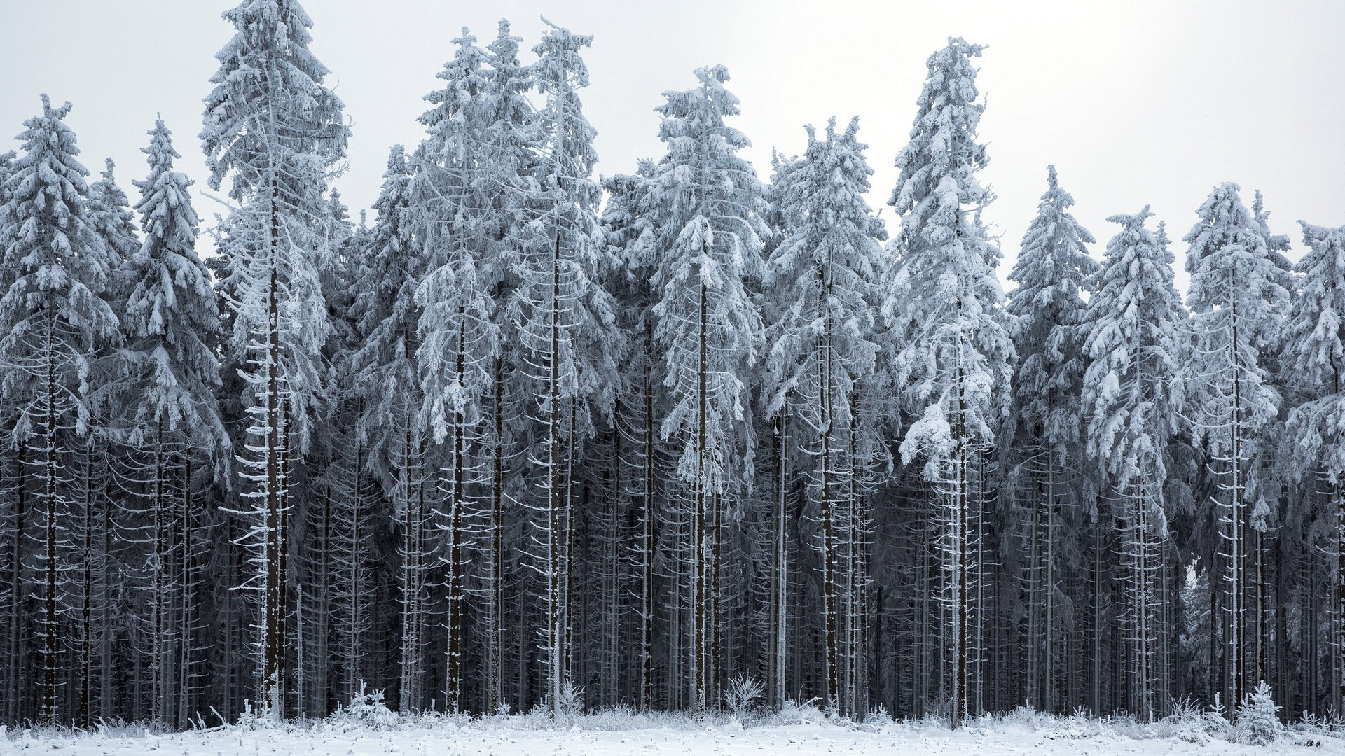 hiver forêt paysage