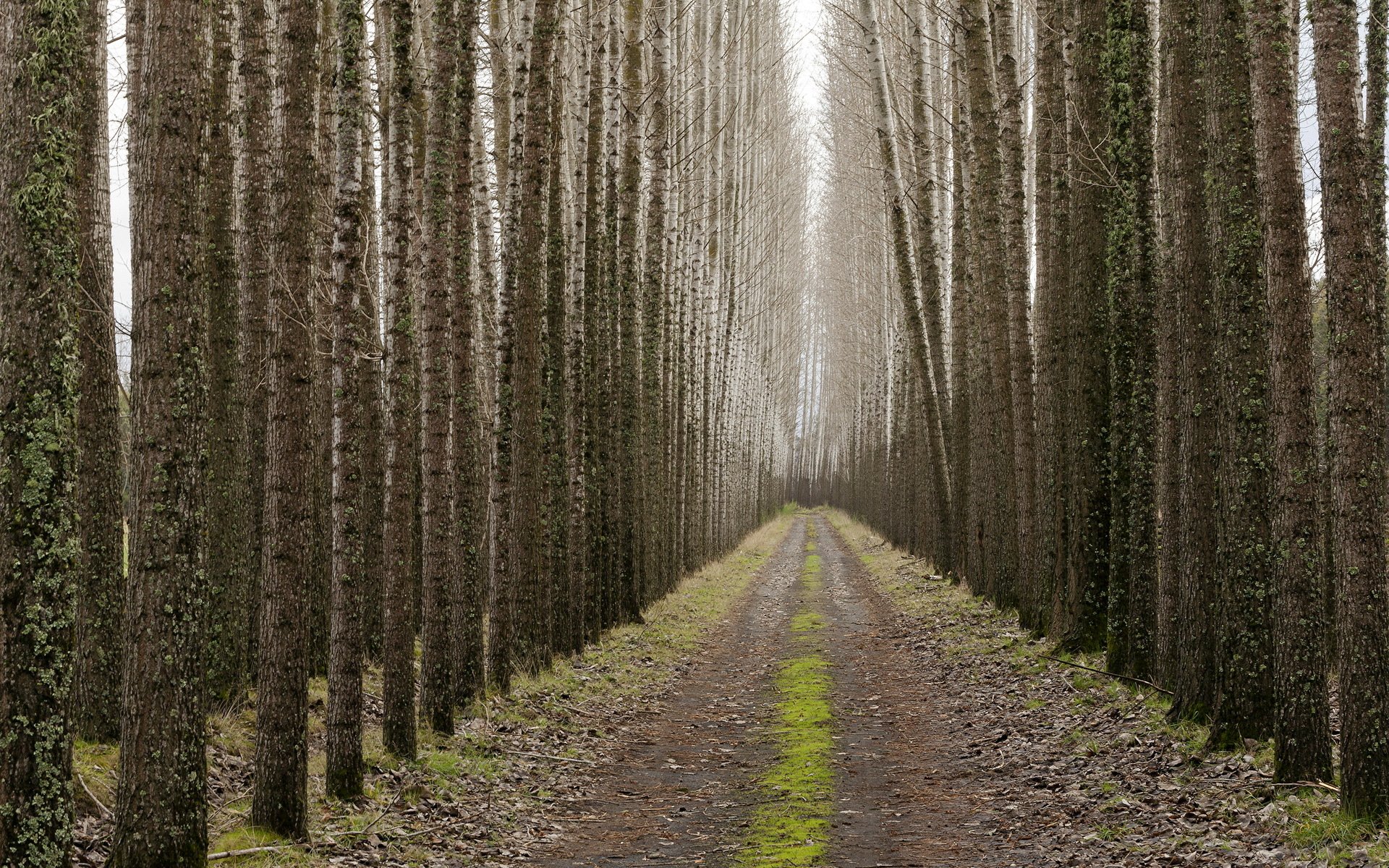 route arbres paysage