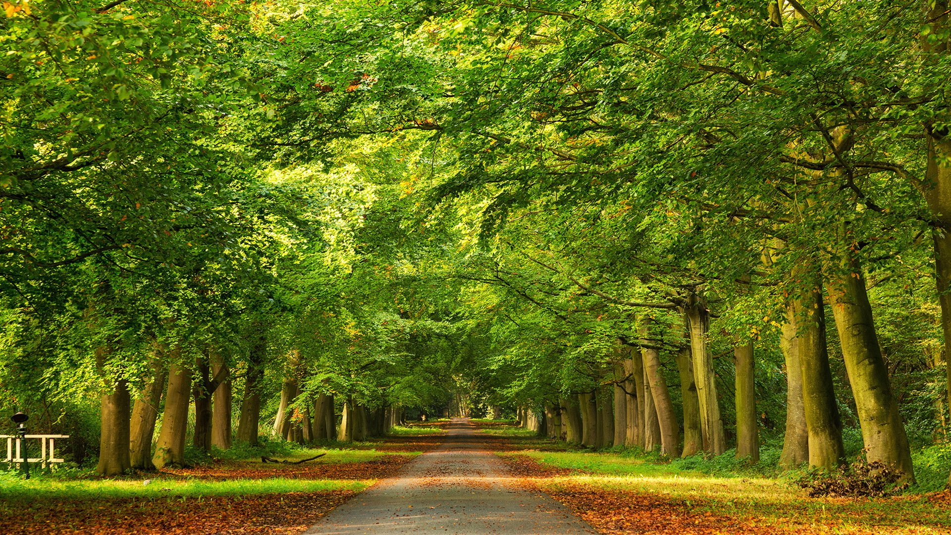 camino árboles otoño