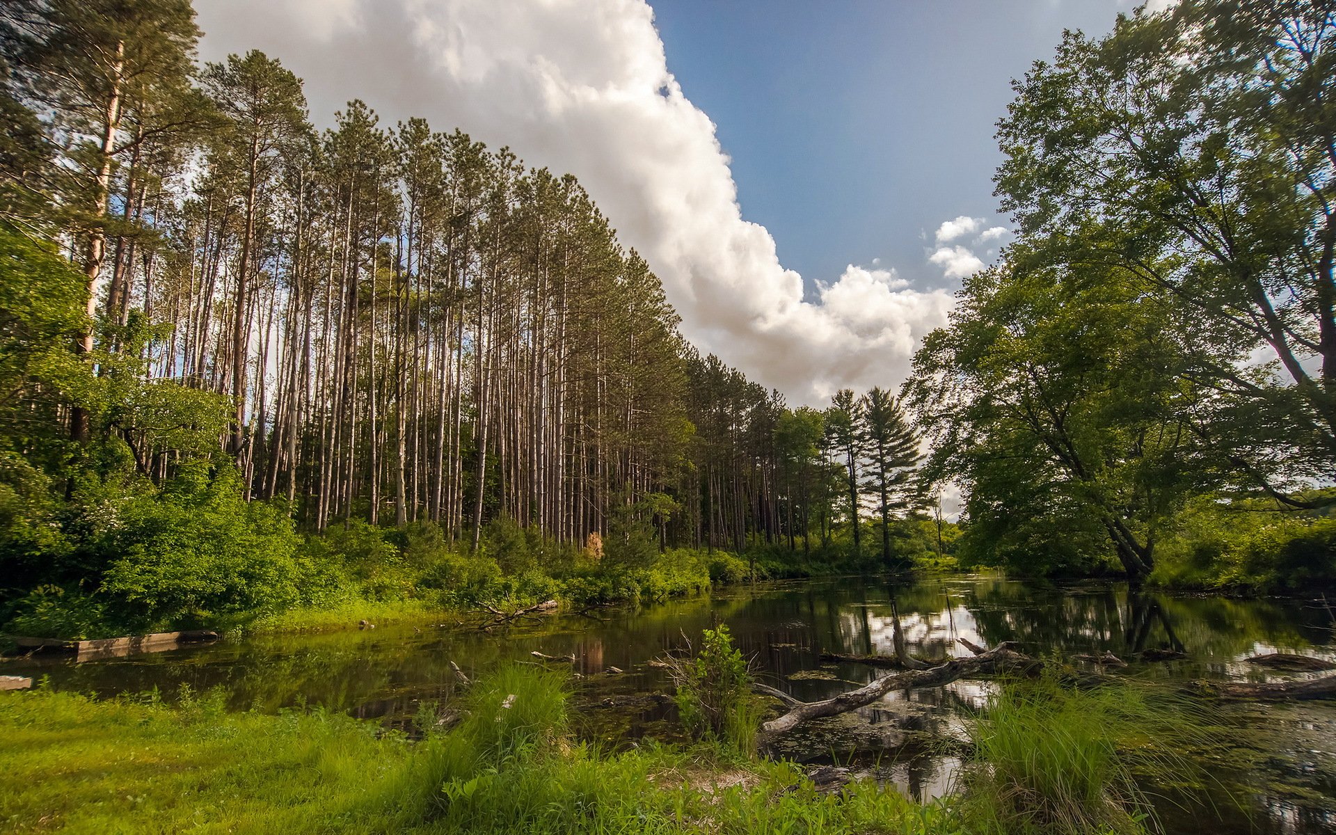 forest lake summer nature landscape