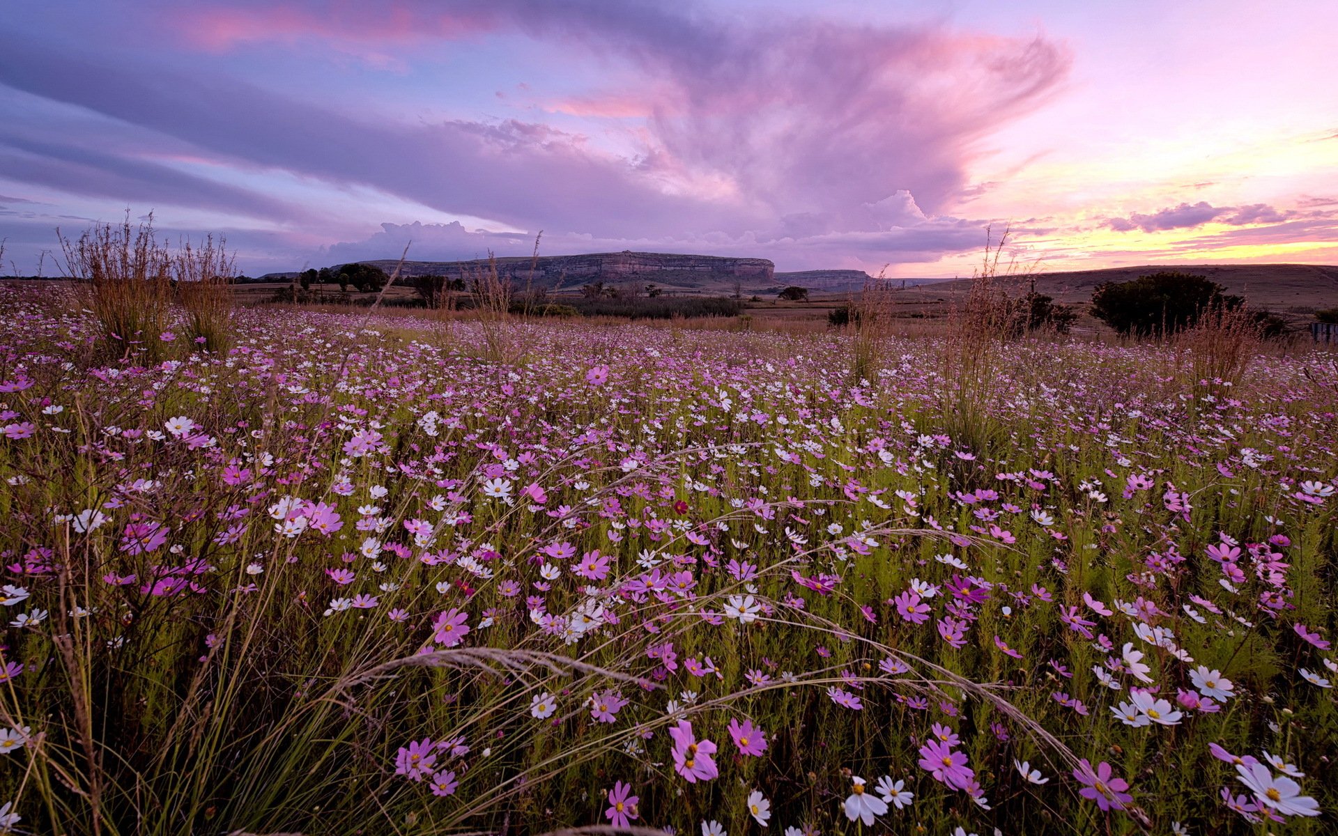 coucher de soleil fleurs paysage