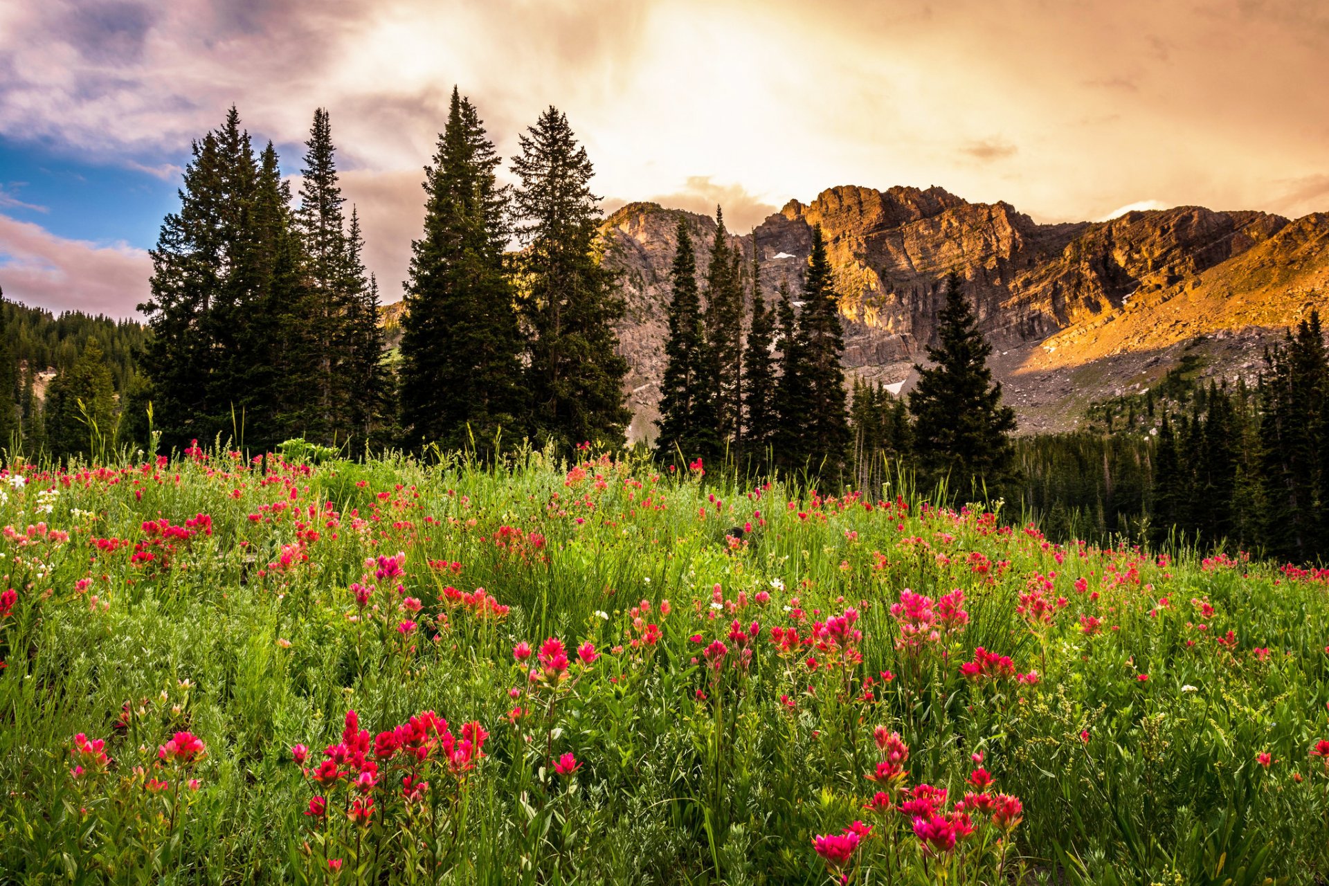 utah usa albion-becken utah felsen sonnenaufgang lichtung blumen bäume landschaft