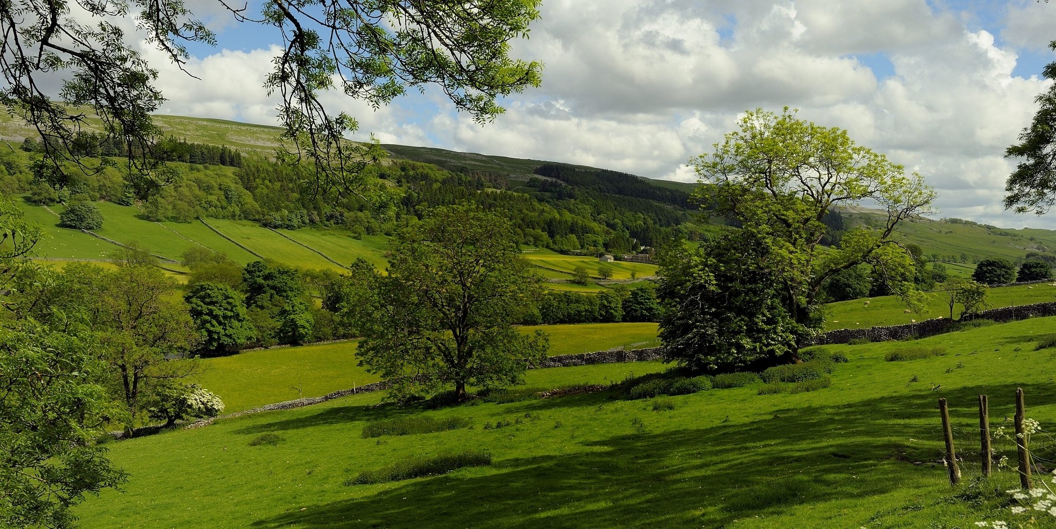 kettlewell england pasture tree of the field