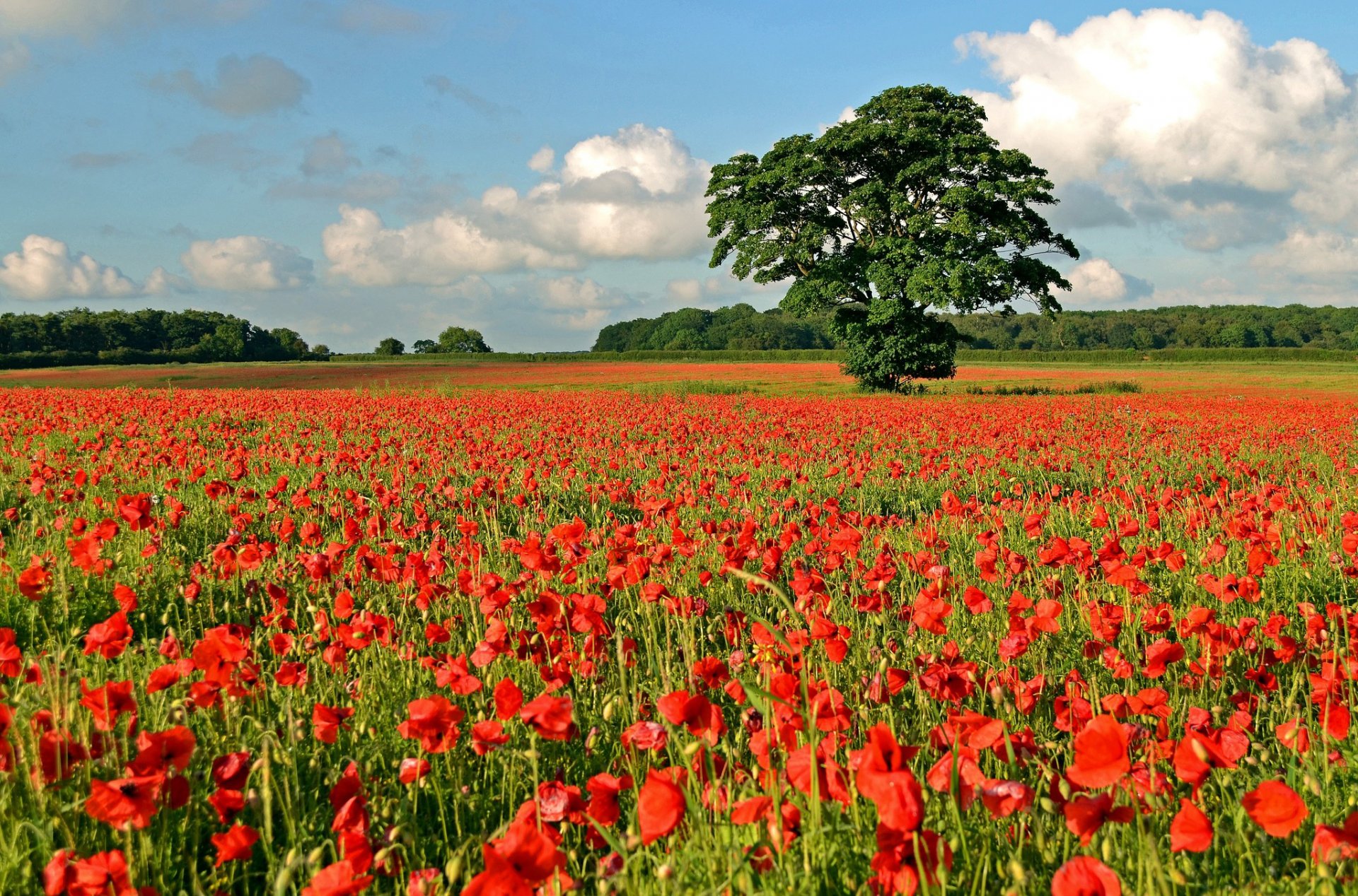 champ plaine pré rouge coquelicot arbre forêt loin horizon ciel nuages coquelicots