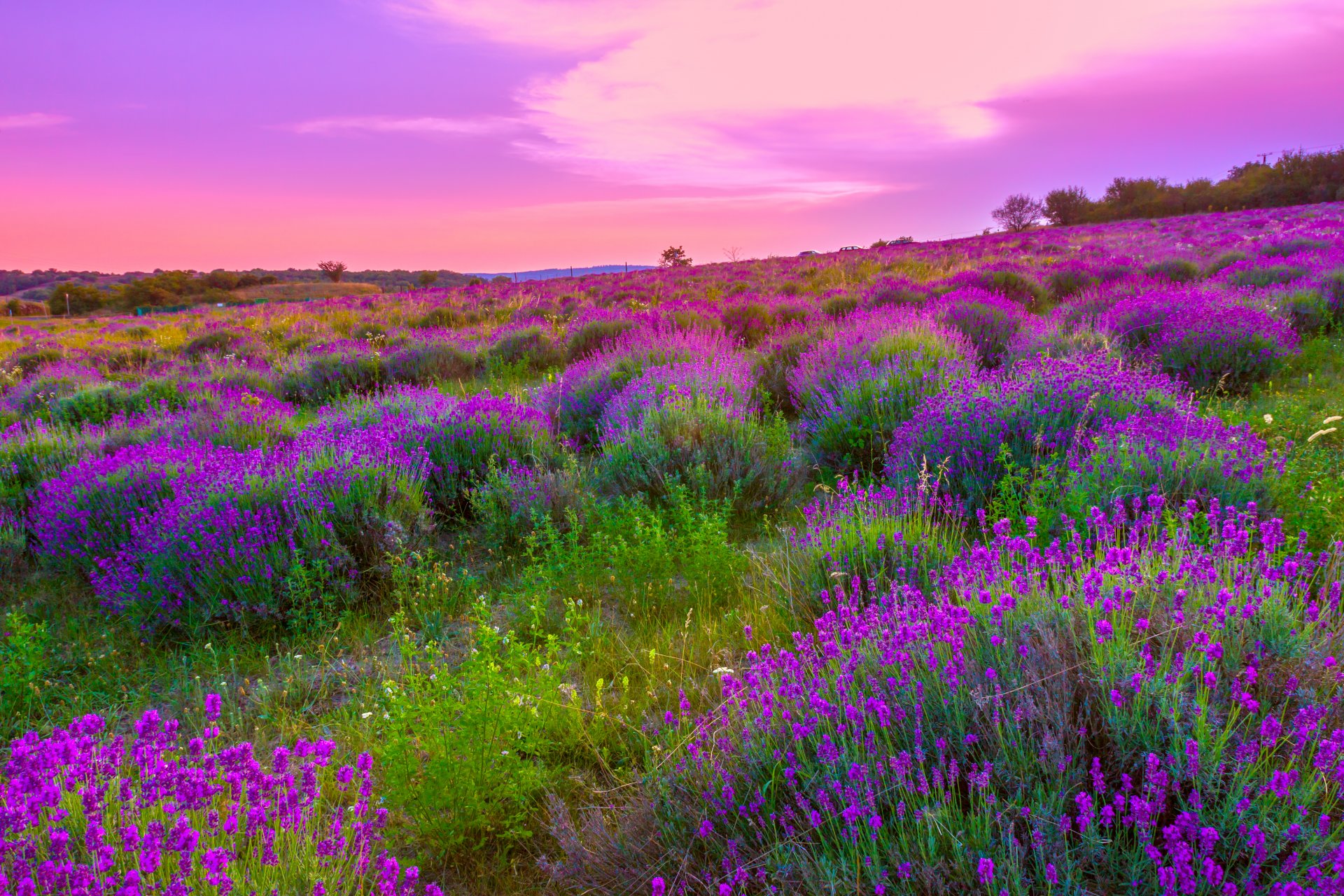 nature champ fleurs lavande floraison paysage