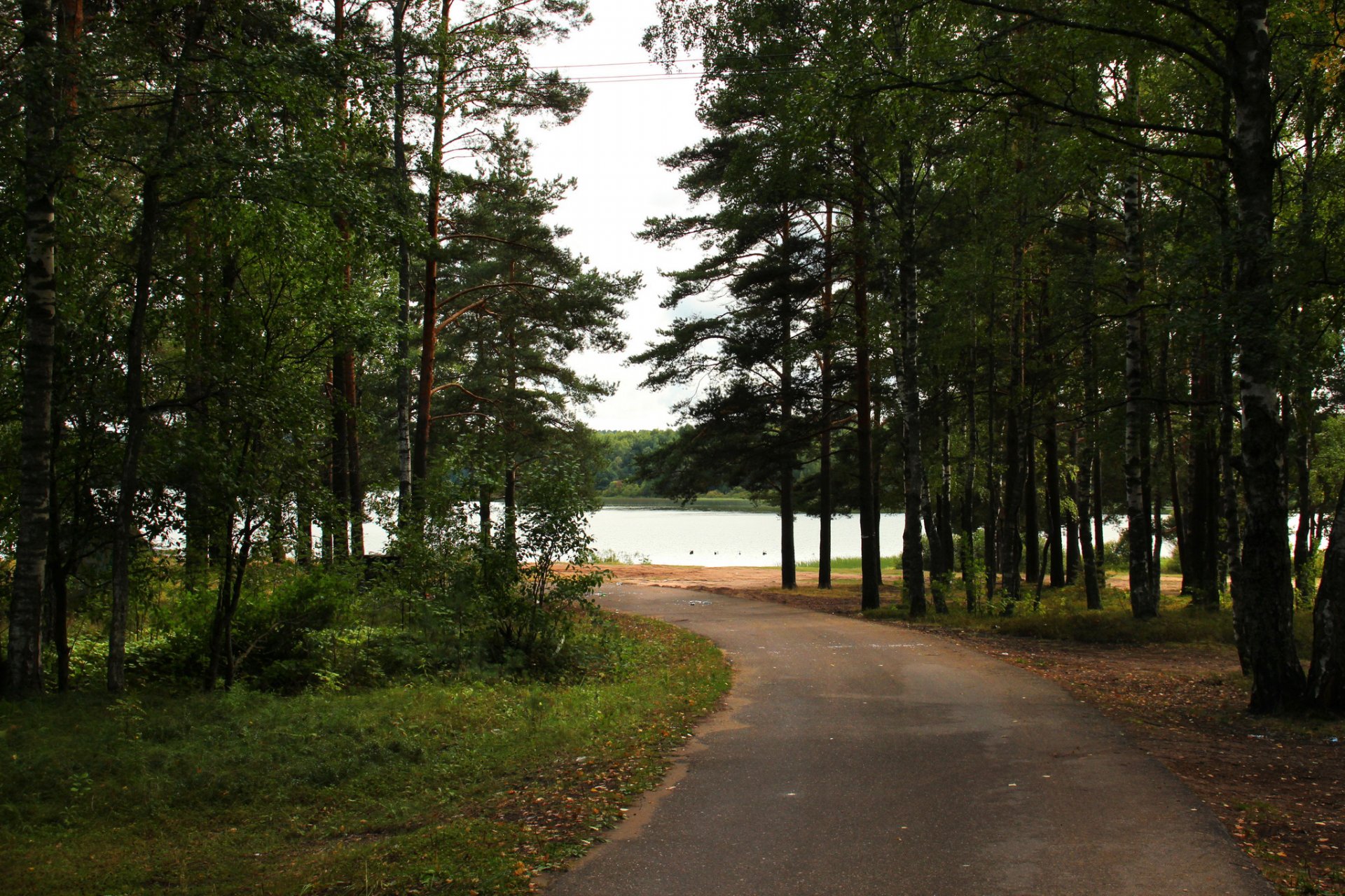 rusia río parque región de leningrado árboles carretera naturaleza foto