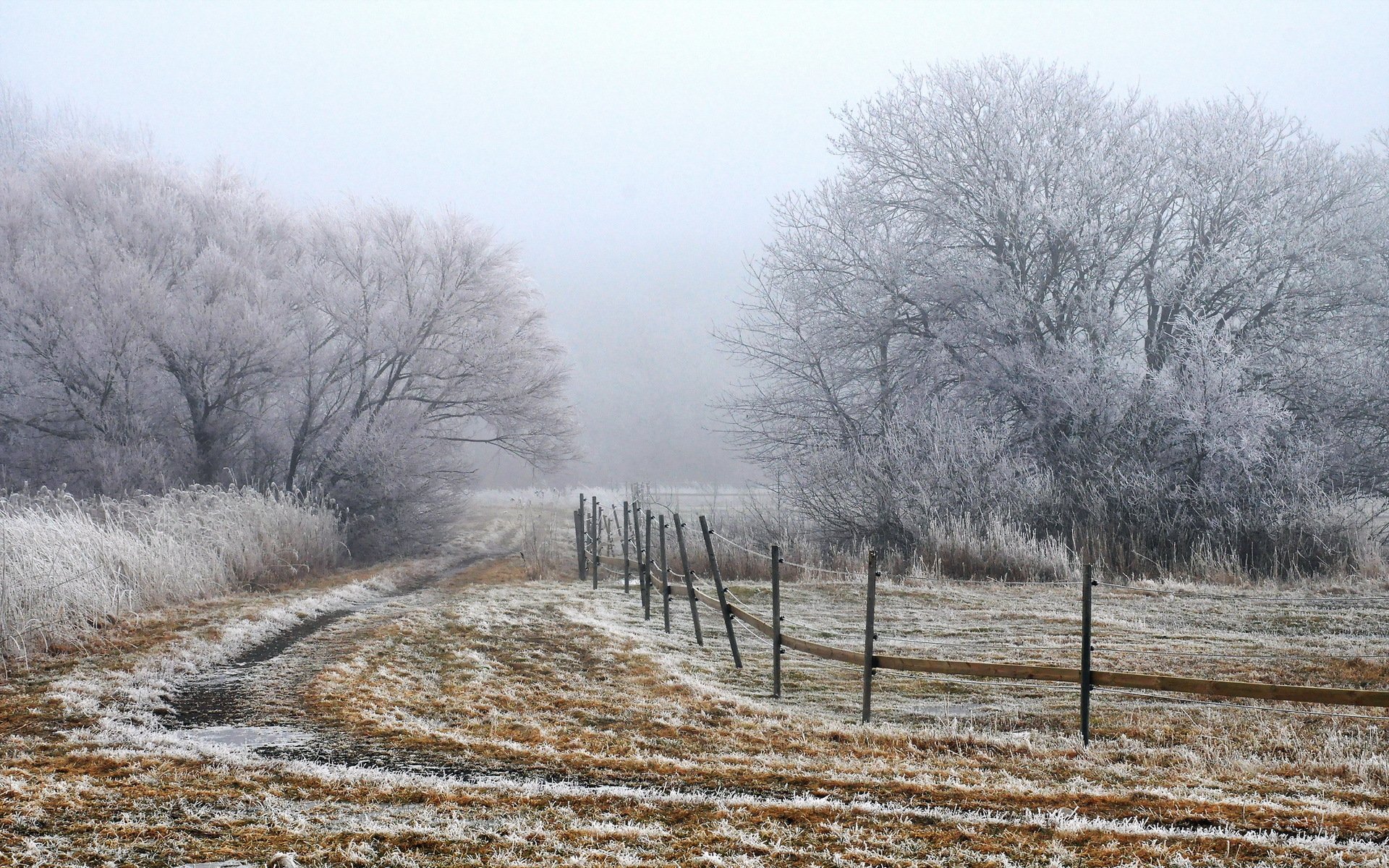 mañana niebla campo cerca paisaje