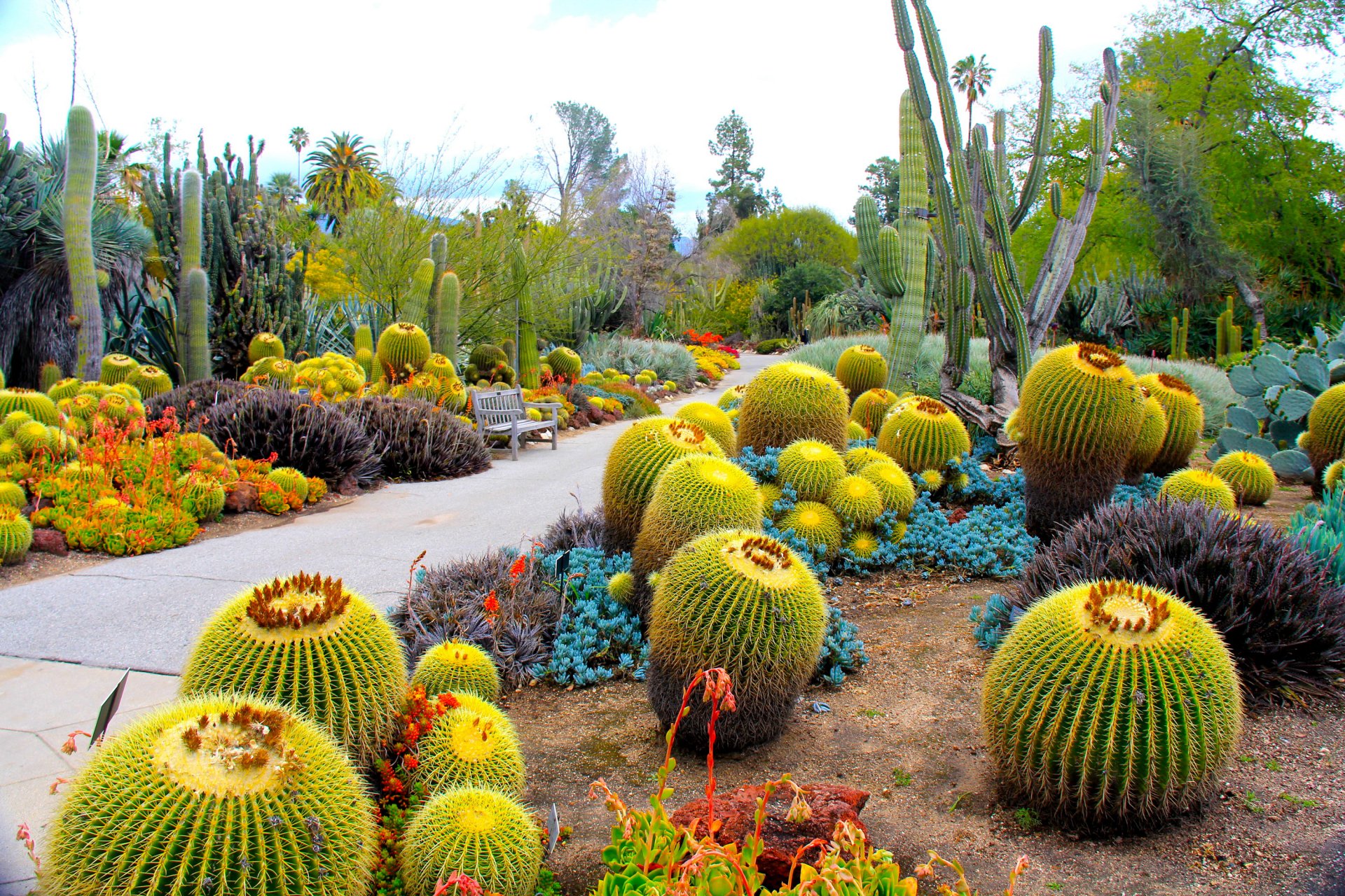 usa garten kakteen botanischer garten san marino kalifornien natur foto