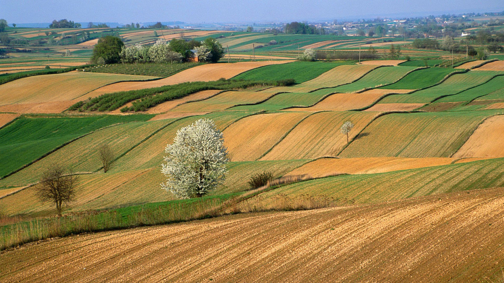 ciel horizon collines champ arbre printemps floraison