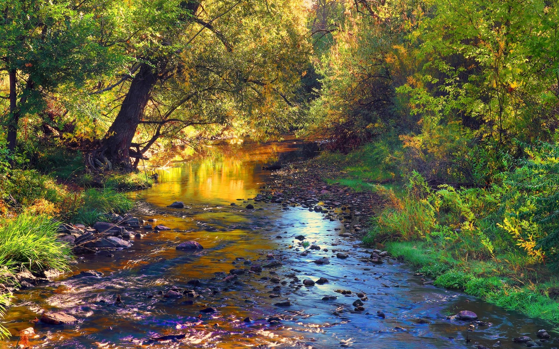 forêt ruisseau pierres automne rivière feuilles arbres paysage