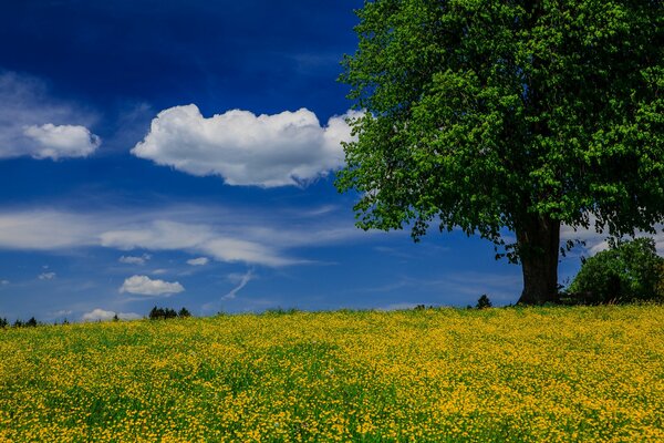 Meadow with dandelions turf and sky view