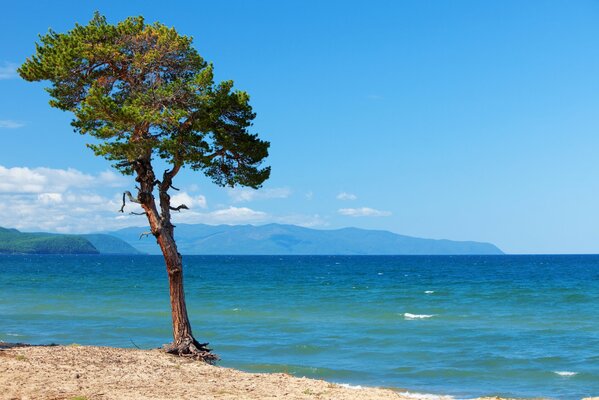 Árbol en la orilla de arena del lago Baikal