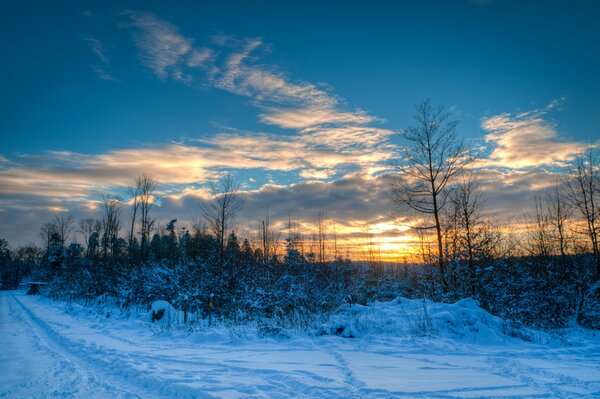 Snowy forest at sunset