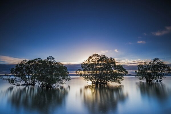 Reflection of trees in lake water