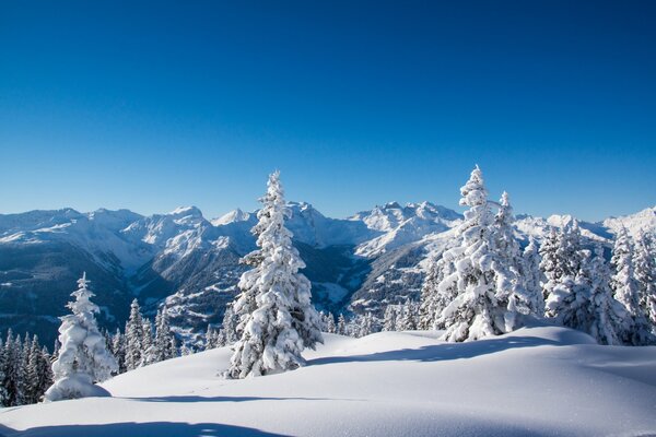 Winterberge, Bäume und Fichten