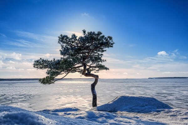 Arbre au bord d un lac gelé