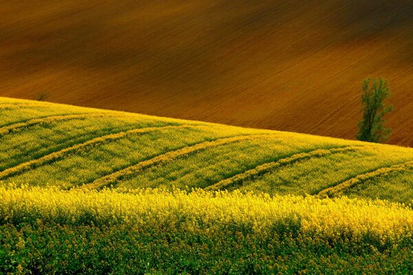 Amplios campos de colza amarilla