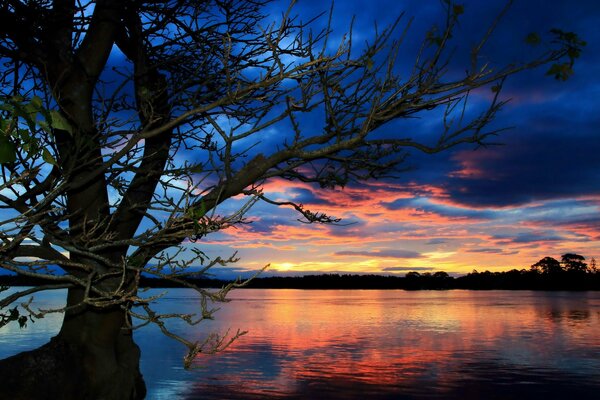 A tree on the background of a beautiful sunset