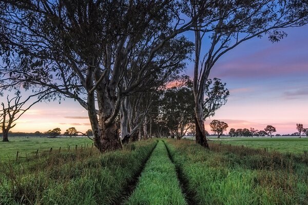 Landschaft am frühen Morgen im südlichen Australien