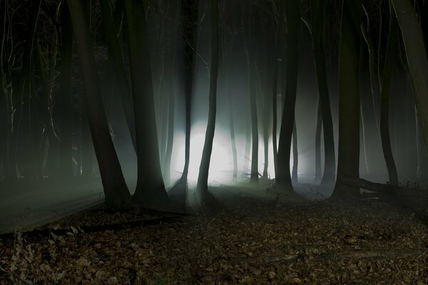 Sagome mistiche di notte nella foresta