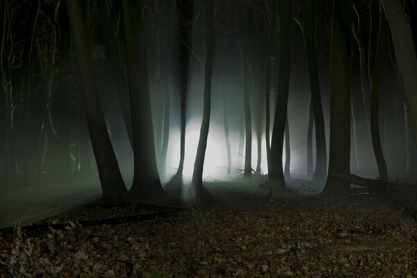 Mistyczne sylwetki nocą w lesie