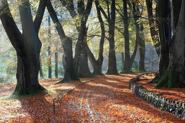 Hermoso otoño en el parque del pueblo