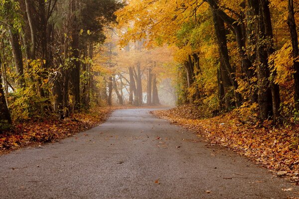 Die Straße windet sich im Herbstwald