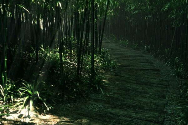 A green path in a dense bamboo forest