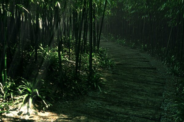 Zielona ścieżka w gęstym bambusowym lesie
