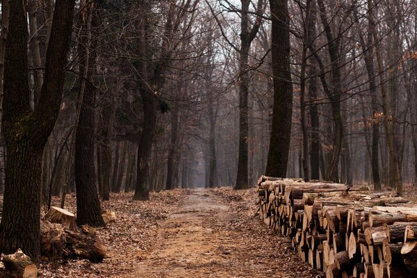 Stacked logs lie in the autumn forest