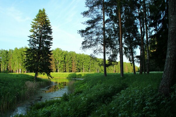 Paesaggio forestale con fiume a Pavlovsk