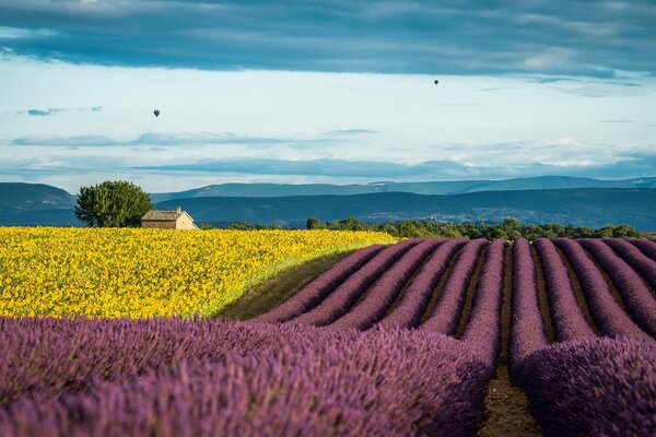 Campos de lavanda y girasoles en un día de verano en Francia