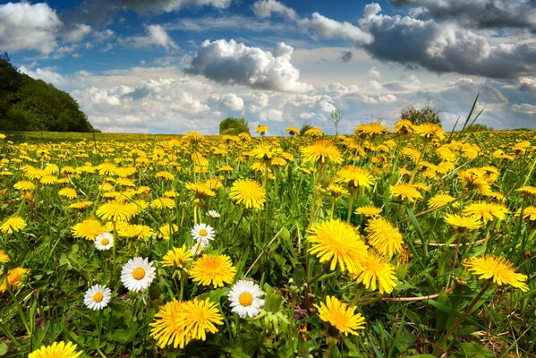 Champ de fleurs et de pissenlits