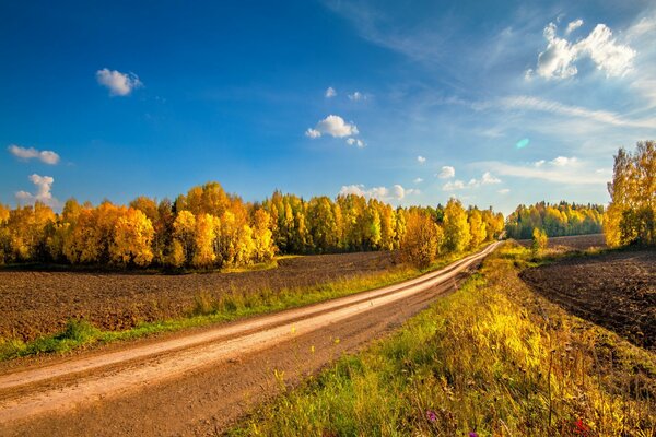 Дорога в осенний золотой лес