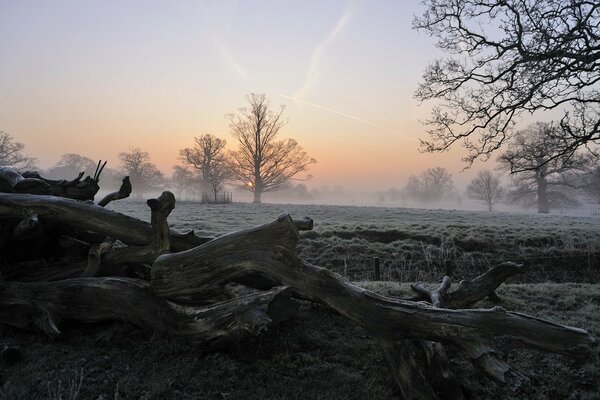 Driftwood fog on the lake shore