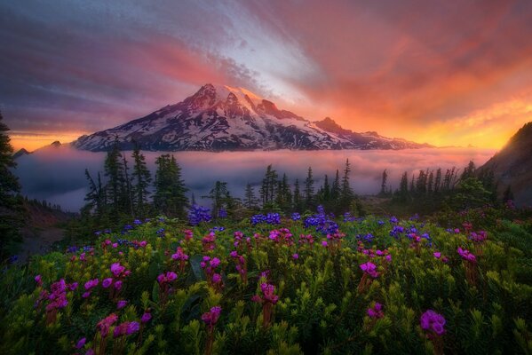 Fleurs lumineuses sur fond de haute montagne