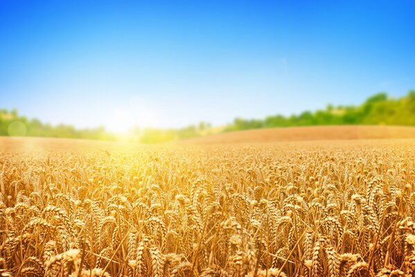 Campo de trigo en los rayos del sol