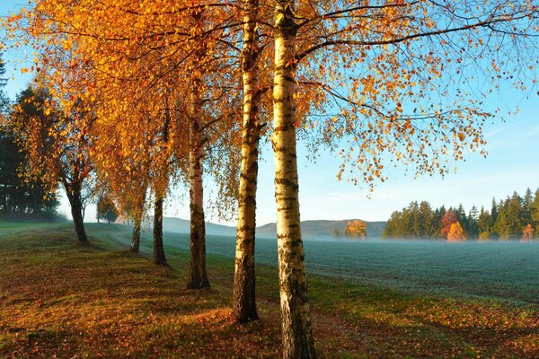 Herbstwald am frühen Morgen