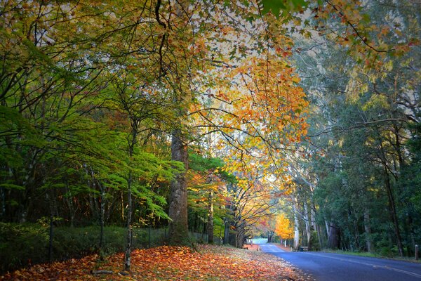 Straße in einem schönen Herbstwald