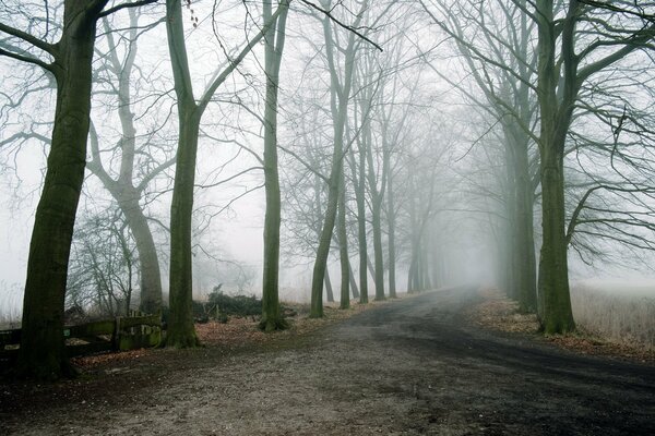 Trees in a thick fog. Foggy Road