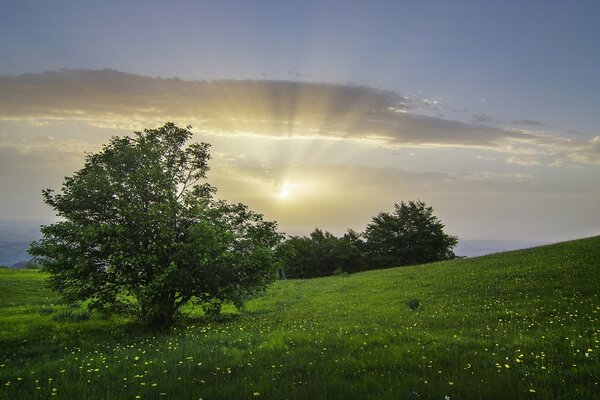 A green meadow with flowers and trees in the distance on the territory of Italy