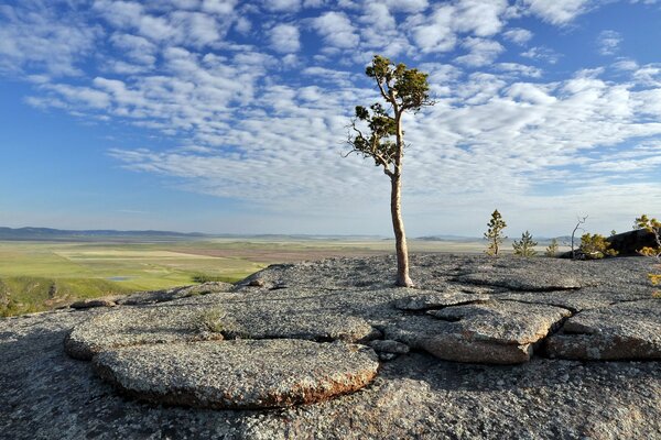 A lonely tree on a round stone