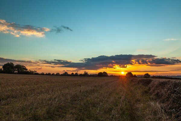 Sonnenuntergang auf dem Feld im Sommer