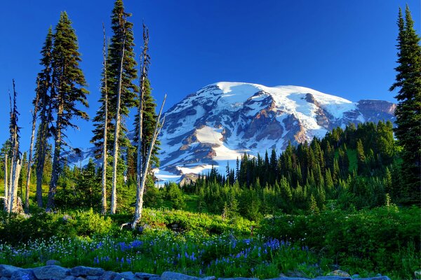 Blick auf den verschneiten Mount Rainier in den USA