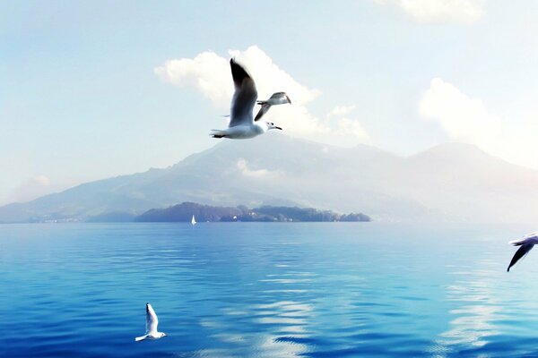 Mouettes sur l océan. À l horizon, les collines et les nuages