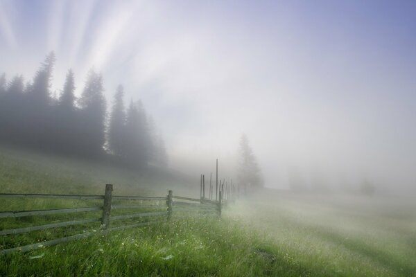 Nebliger Junimorgen im Dorf