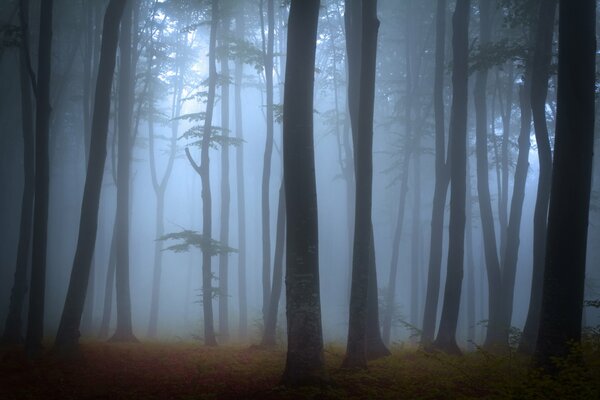 Forêt brumeuse dense