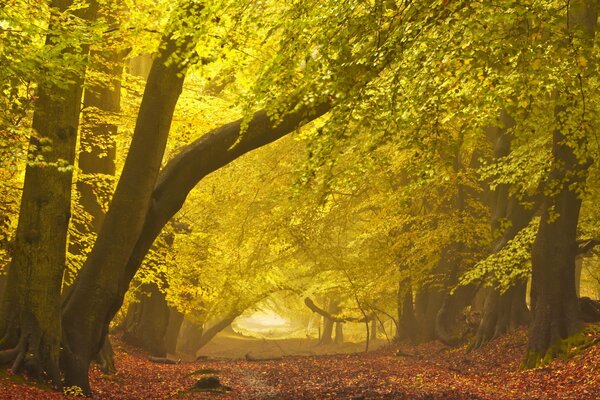 Dense autumn yellow forest