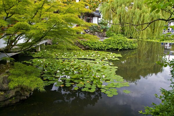 Pond with water lilies. A house by the water